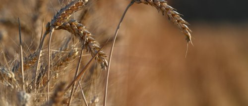 Zurück zum Thema | Gentechnik – Getreide: Brauchen wir ein Umdenken bei Gentechnik? | detektor.fm – Das Podcast-Radio