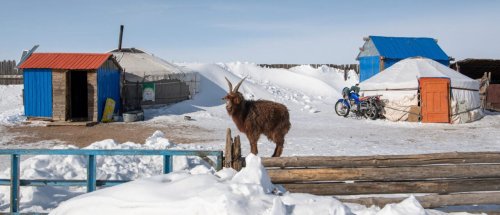 Zurück zum Thema | Dzud in der Mongolei – Welche Folgen hat die extreme Kälte? | detektor.fm – Das Podcast-Radio