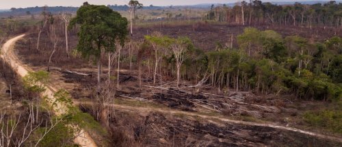 Spektrum-Podcast | Regenwald – So wirkt sich die Abholzung im Amazonas aus | detektor.fm – Das Podcast-Radio