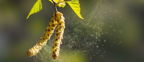 Daten-Power: Die Zukunft der Pollenvorhersage