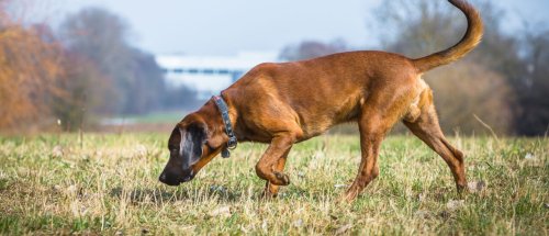 So funktionieren Geruchssinn und Gehirn bei Hunden