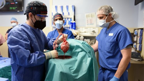 Zurück zum Thema | Transplantation – Können Schweineherzen Leben retten? | detektor.fm – Das Podcast-Radio