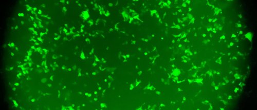 Wie leuchtende Proteine das Unsichtbare sichtbar machen