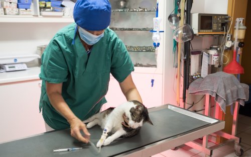 Arbeitsbelastung in der Veterinärmedizin Tierärzte am Limit