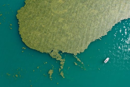 Niedrigwasser und Algen-Plage: Sorge um den Bodenseepegel