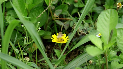 Biodiversität: Die Artenvielfalt könnte bis 2050 erhöht werden