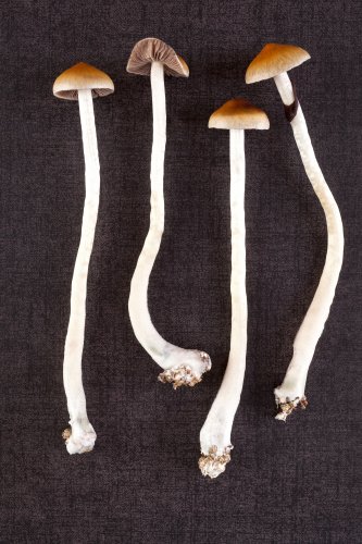 Halluzinogene Pilze Lassen sich schwere Depressionen im Rausch therapieren?