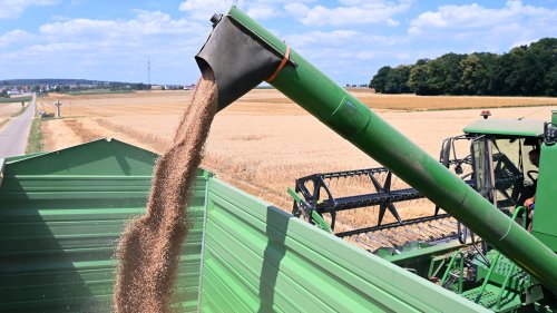 Lebensmittelversorgung - Wie die Weizenernte in Deutschland erhöht werden könnte