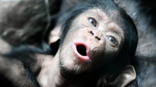 Affen-Kehlköpfe sind zu komplex zum sprechen