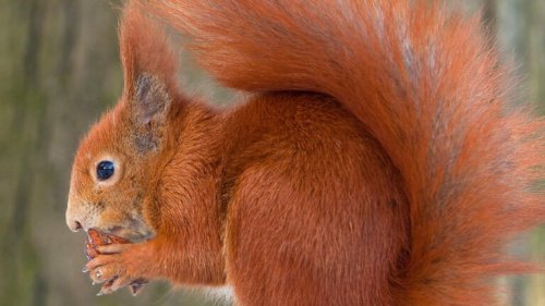 Trockenheit: Hilfe für dehydrierte Eichhörnchen