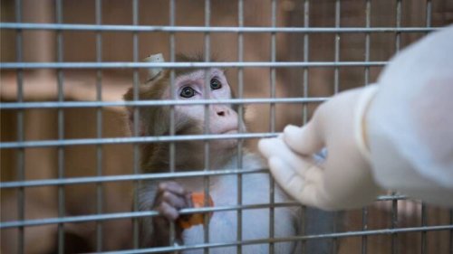 Wie Affen für Tierversuche eingesetzt werden