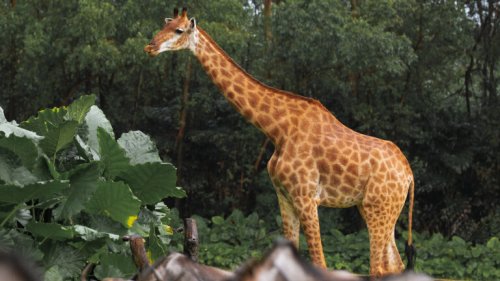 Wie die Giraffenpopulation in Kenia erhalten bleiben soll