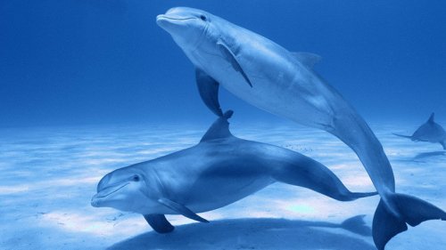 Delfine erkennen ihre Freunde am Urin