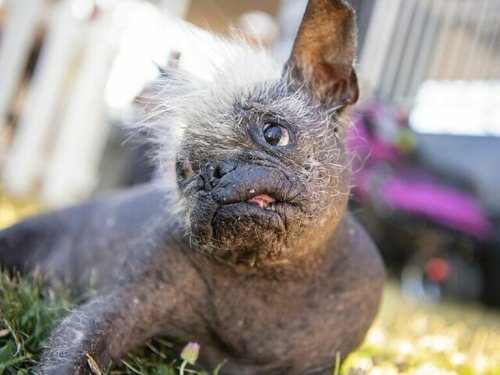 Mischling «Mr. Happy Face» ist der hässlichste Hund der Welt