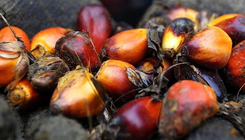 Indonesien plant Exportstopp für Palmöl