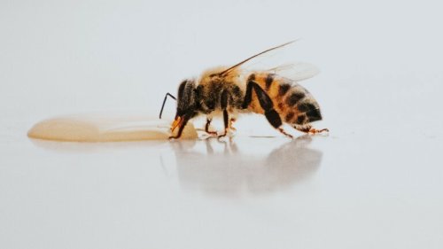 Herkunft von Honig soll besser gekennzeichnet werden