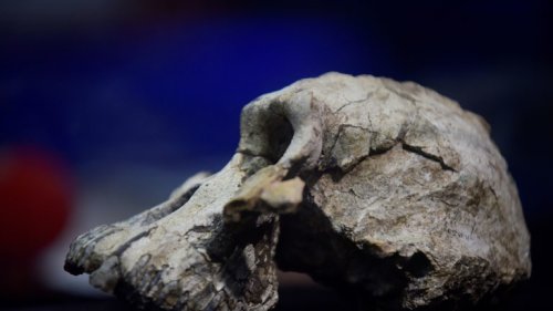 Vormenschen-Fossilien aus Südafrika älter als gedacht