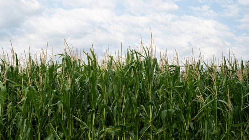 Passt altes EU-Recht noch zu neuen Biotechnologien?