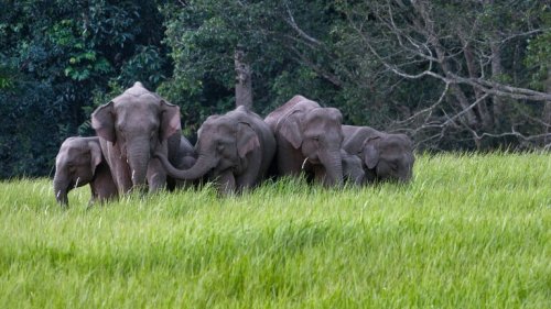 Elefanten: Trauerverhalten mit Onlinevideos erforscht