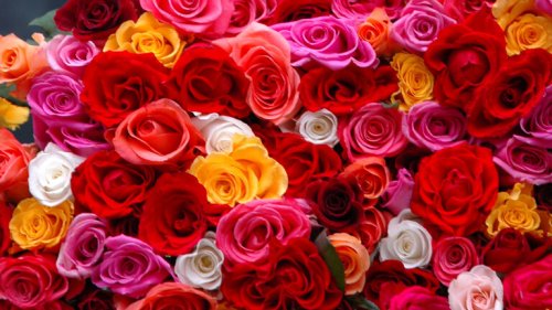 Die ersten Rosen waren alle gelb