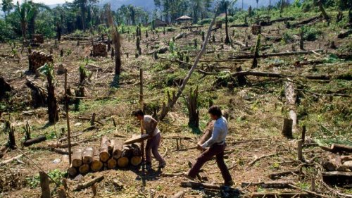 Lieferkettengesetz gegen das Abholzen von Wäldern