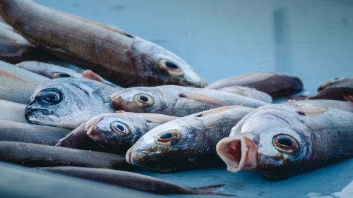 Fischfang und -handel entziehen vielen Ländern Nährstoffe