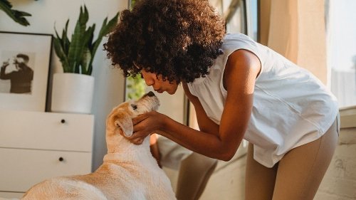 Wie uns Hunde wirklich zeigen, dass sie uns mögen Flipboard