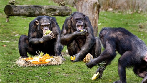 Wie Schimpansen lernen