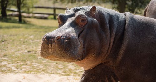 Hippos are back at Longleat and their new pad is pure luxury