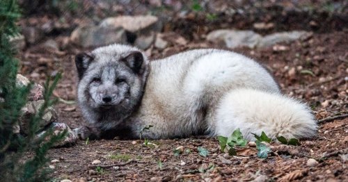 Wildwood Devon reveals arctic fox name chosen by public