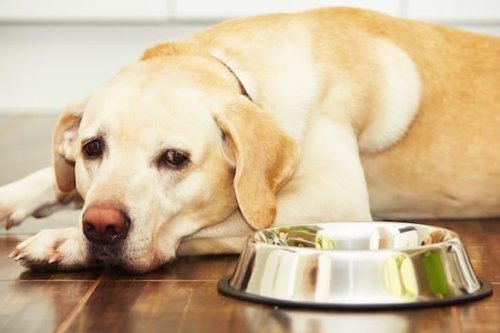 How Long Can Your Dog Go Without Eating?