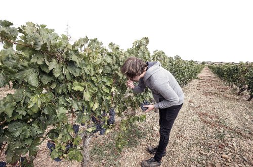 La DO Arlanza pretende mejorar el aroma de sus vinos