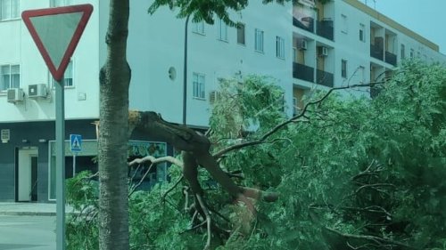 Incidencias por el fuerte de viento de levante en San Fernando: Cae una rama en la avenida Constitución