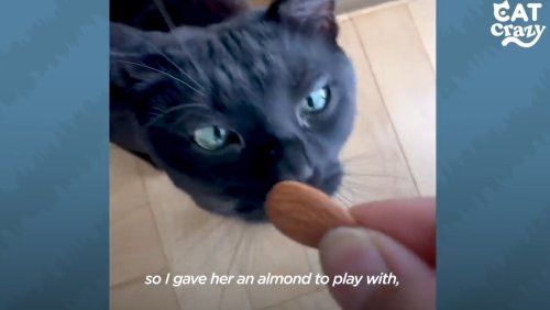 This Oddball Cat That Loves This Almond More Than Anything In This World Should Be A Pixar Film