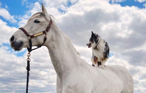 This Australian Shepherd Being The Best Of Friends With A Horse Is The Uplifting Video We All Need Today