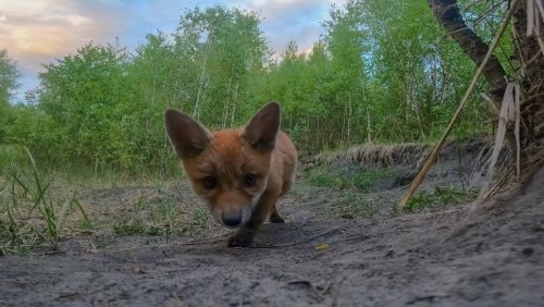 Someone Left A GoPro Alone In A Meadow And It Was Discovered By Baby Foxes In Extraordinary Moment Caught On Camera