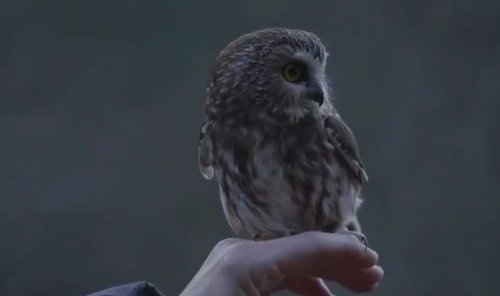 Watch The Owl That Got Stuck In The Rockefeller Center Christmas Tree Get Released Back Into The Wild