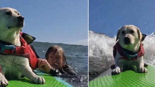 Watching This Surfing Dog Catch A Wave On A Paddleboard Will Instantly Make Your Day Better