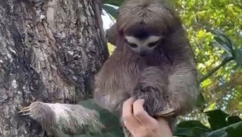 Watch This Wildlife Rescuer Reunite A Lost Baby Sloth With Their Mother After Finding It Crying