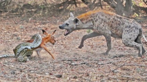 Someone Captured Extraordinary Footage Of A Hyena Stealing A Baby Impala From A Python