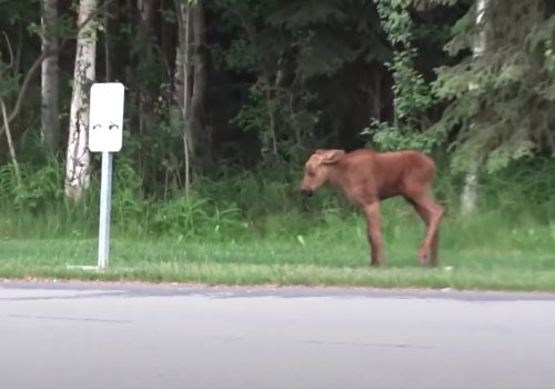 Someone Recorded A Baby Moose Adorably Attempting To Show This Road Sign Who's Boss