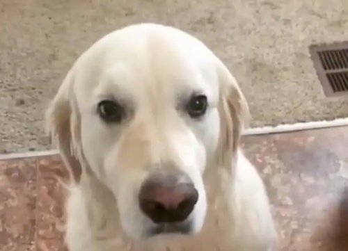 This Video Of A Golden Retriever Apologizing To His Brother For Stealing Will Melt Your Heart