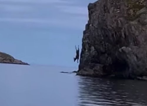 This Moose Taking An Unbelievable Plunge Off A Cliff Is Summer Goals