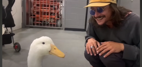 This Pet Duck Went Ice Skating For The First Time And It's Making Us Happy Cry