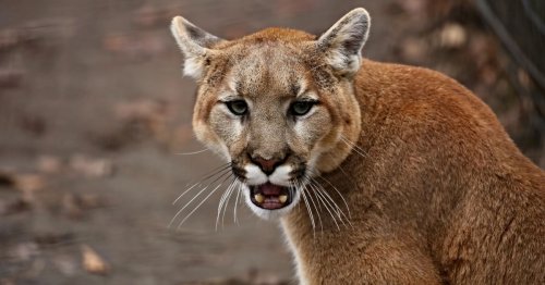 California Woman Says Dog Defended Her From Mountain Lion