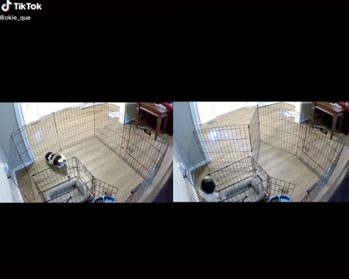 Shih Tzu puppy hatches plan to escape dog pen and outsmarts owner: ‘This ain’t his first rodeo’