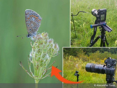Insekten fotografieren: So entstehen detailreiche Fotos von Libellen & Co. | DigitalPHOTO