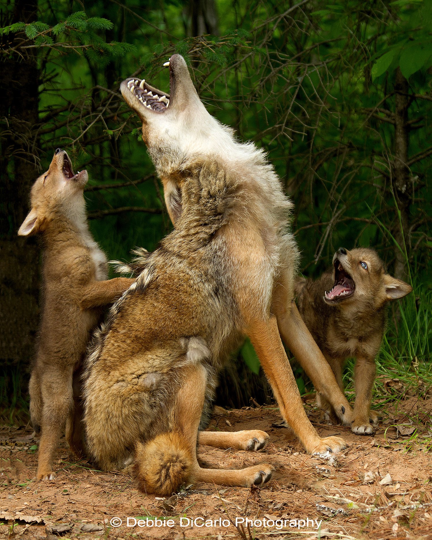How I Made It: The Story Behind Debbie DiCarlo’s “Howling Lesson” Photo