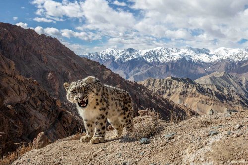 How I Made It: The Story Behind Sascha Fonseca’s Stunning Snow Leopard Shot