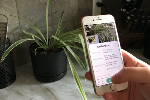 I tried 3 plant identification apps, and one was deadly